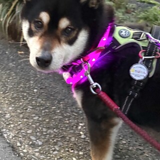 人馴れ抜群、陽気な柴の男の子アユム