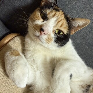 ♡三毛猫♡優しいななちゃん！