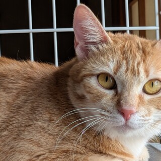 狭い檻の中に閉じ込められていました