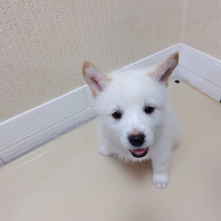 だい(旧オン)くん