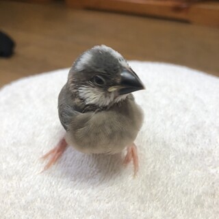 里親さん募集！