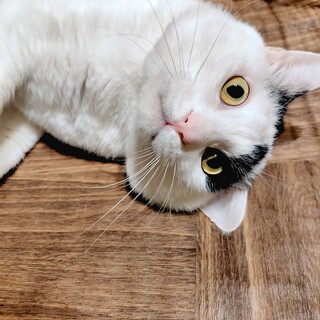 大きい甘えん坊　背中にJの文字を持つ男十兵衛さん