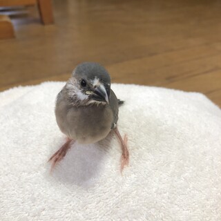 文鳥　雛　お譲りします！