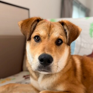 穏やかパピーのコルク　2025.12月ごろ生まれ