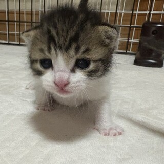 超レア　手のり仔猫三兄弟　大切に育てました。