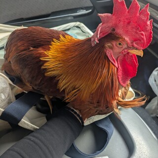 人懐っこい天草大王の鶏(オス)です/里親募集中