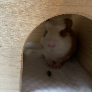 クレステッドモルモットです！