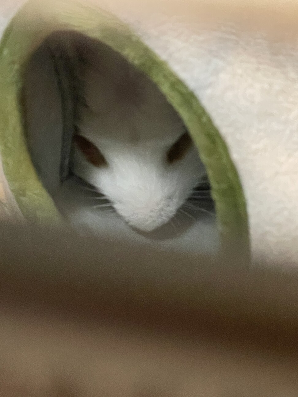 クレステッドモルモットです！ サムネイル2