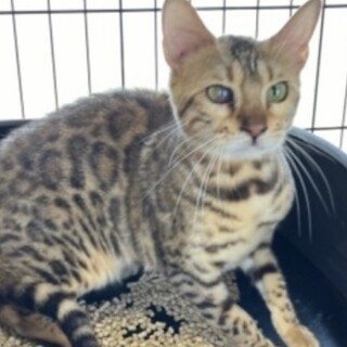 ベンガル　女の子　1歳半