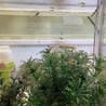 グッピーの稚魚、里親募集中！ サムネイル2