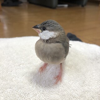文鳥雛譲ります