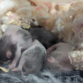 長毛種の親同士から生まれたハムスターです