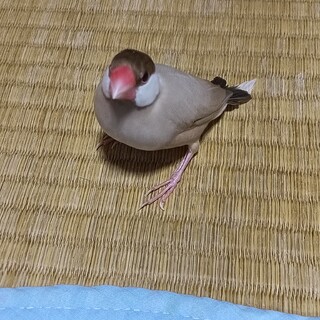 文鳥飼育できる方