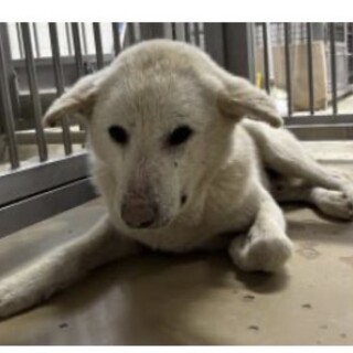 殺処分対象❗️収容期限4/13迄❗️延長なし