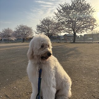 ゴールデンドゥードル　2歳11ヶ月　32キロ雄