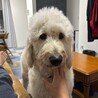 ゴールデンドゥードル　2歳11ヶ月　32キロ雄 サムネイル4