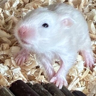 キンクマハムスター