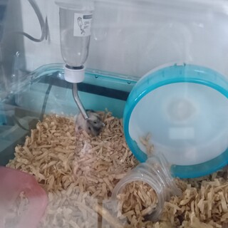 ジャンガリアンハムスターの子どもの里親さん募集！