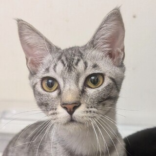 甘えん坊で穏やか♡かんげん