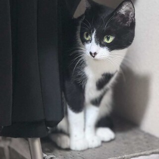 緊急 ハチワレ メス 3歳