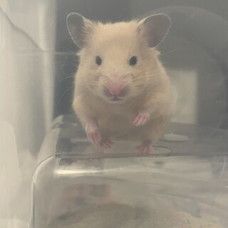 急募2月生まれのキンクマ男の子