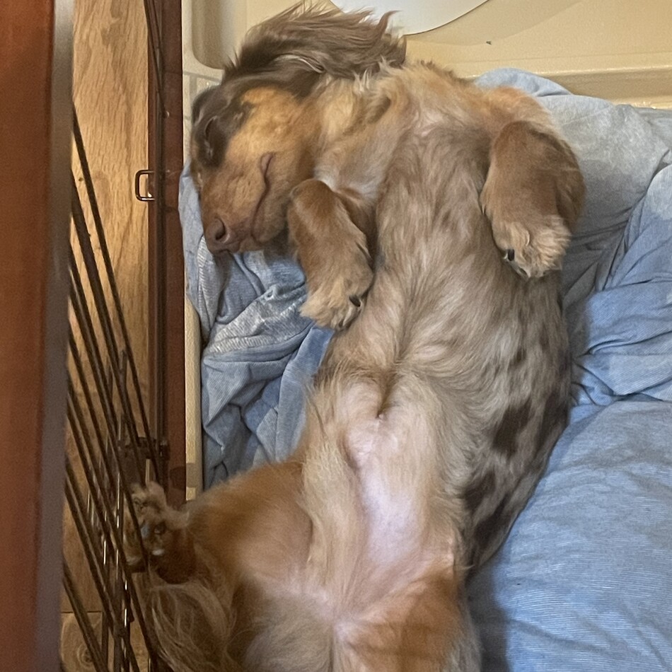 チョコのカバー写真