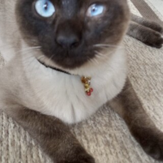 遊ぶのが大好き、シャムMIXの男の子です。