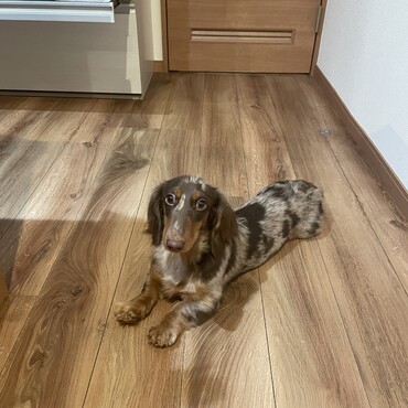 やんちゃなんで、そこを可愛いと思えるなら合うと思います！