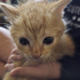 雑種2ヶ月オスメス色々