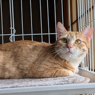 狭い檻の中に閉じ込められていました