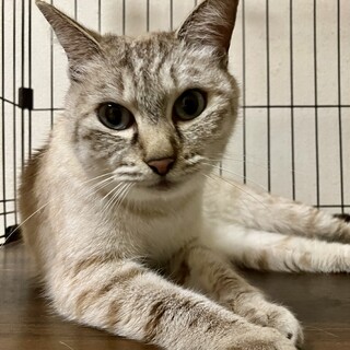 可愛らしいシャム虎　マホちゃん