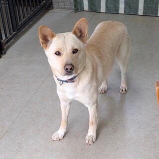 お散歩大好き『スズ』13キロ