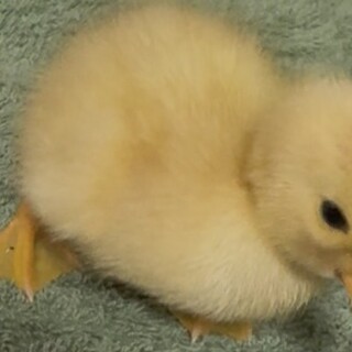 コールダック2羽。4月4日生まれ里親募集。