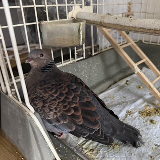 鳩　農林水産事務所確認済み