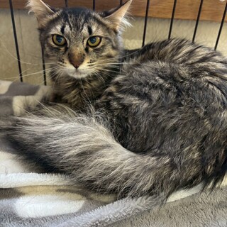 ふわふわしっぽのテラくん