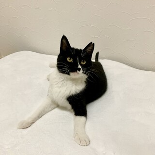 【4/12東銀座】ダイヤちゃん★６ヵ月♪