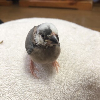 文鳥　雛をお譲りします^_^