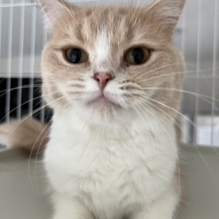 ★足長マンチカン2歳の女の子★血統書付き★