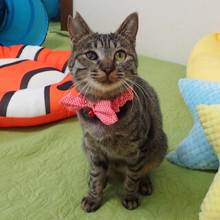 【4/12東銀座】いちごちゃん★８ヵ月半♪