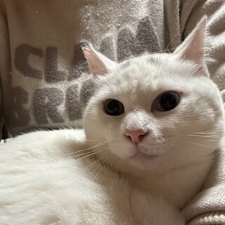 大人しい白猫　てらくん