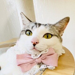 ビビちゃん　膝に乗ってくるビビリの甘えん坊女子