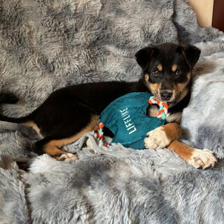 人なつこい甘えん坊さんメス子犬