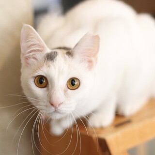 ふわふわの天使！エイルちゃん