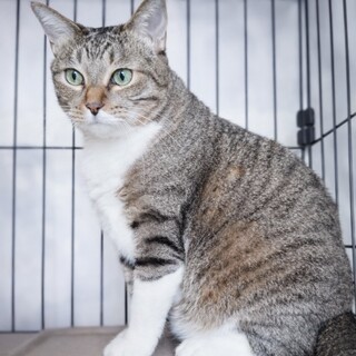 困り顔のまん丸ボディ❤️ハニーちゃん