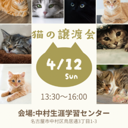 猫の譲渡会in名古屋