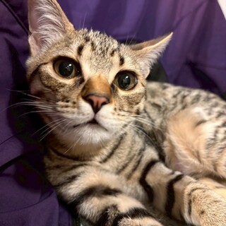 控えめで甘えん坊、撫でられるの大好き『あやせ』