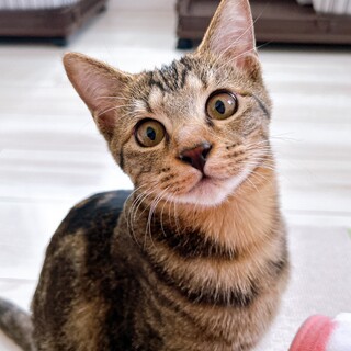 倉庫～ズ６兄妹　やんちゃ娘の コーア♀