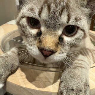 元気で人大好き、甘えん坊くっつき虫の『なご』くん