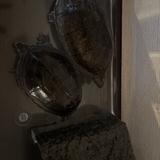 ミシシッピニオイガメ　つがいと子供（1匹からでも）