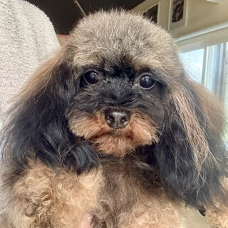 珍しいブラックタンタイニー♪